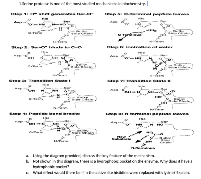 Serine Protease : 丝氨酸蛋白酶