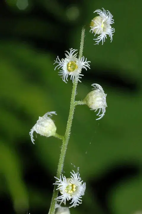 Sialadenoma Papilliferum : 唾液腺乳头瘤