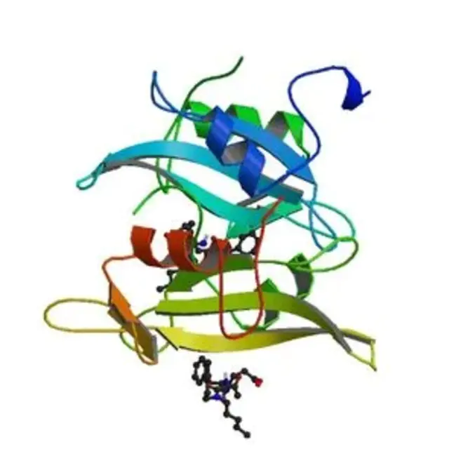 sine oculis (gene) : 正眼（基因）