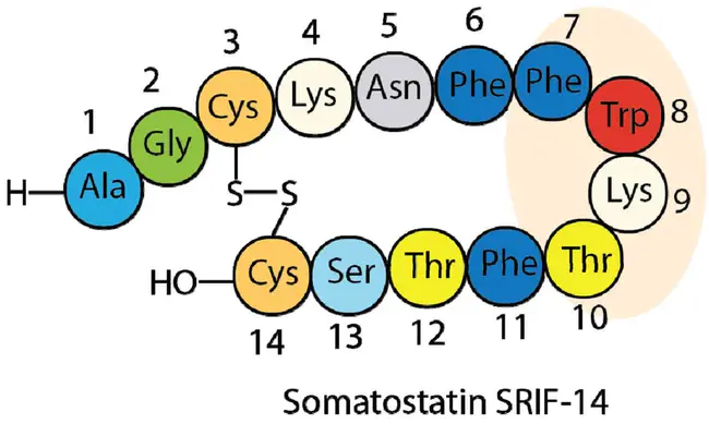somatostatin : 生长抑素