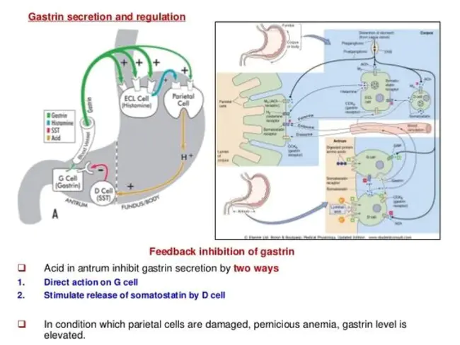 Somatostatin Receptor : 生长抑素受体