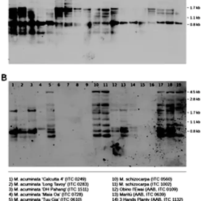 Southern hybridisation analysis : 南方杂交分析