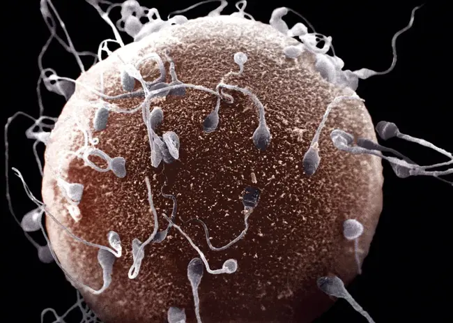 Sperm Extract : 精子提取物