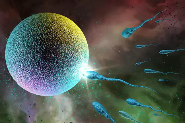 Sperm Head Anomalies : 精子头异常