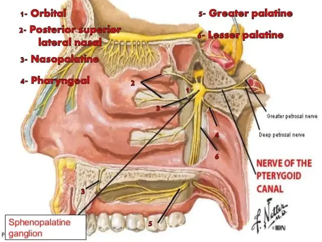 sphenopalatine artery : 蝶腭动脉