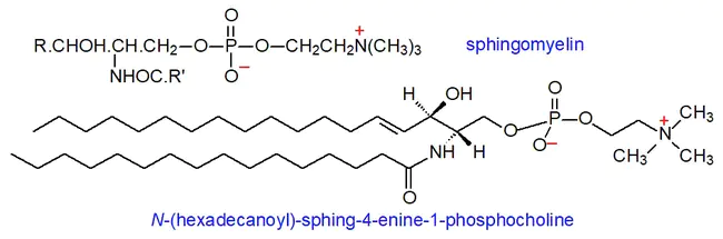 sphingomyelin synthase : 鞘磷脂合酶