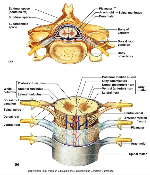Spinal Cord : 脊髓