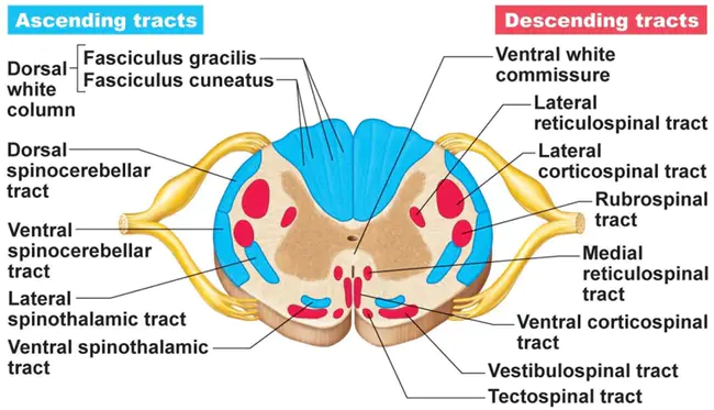 Spinal Cord Transection : 脊髓横断