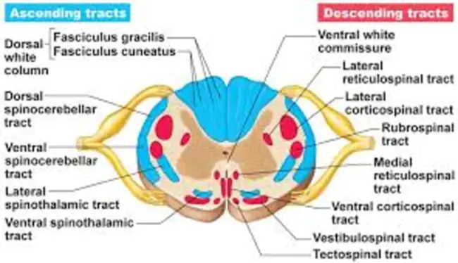 Spinal Cord Trauma : 脊髓损伤