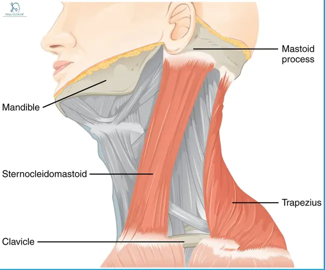 Sterno-Occipital-Mandibular Immobilizer : 胸骨枕下颌固定器