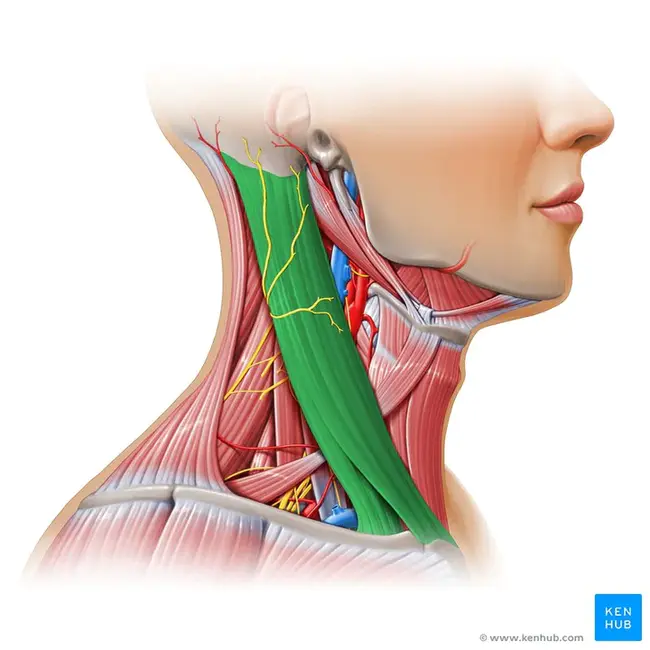 sternocleidomastoid : 胸锁乳突