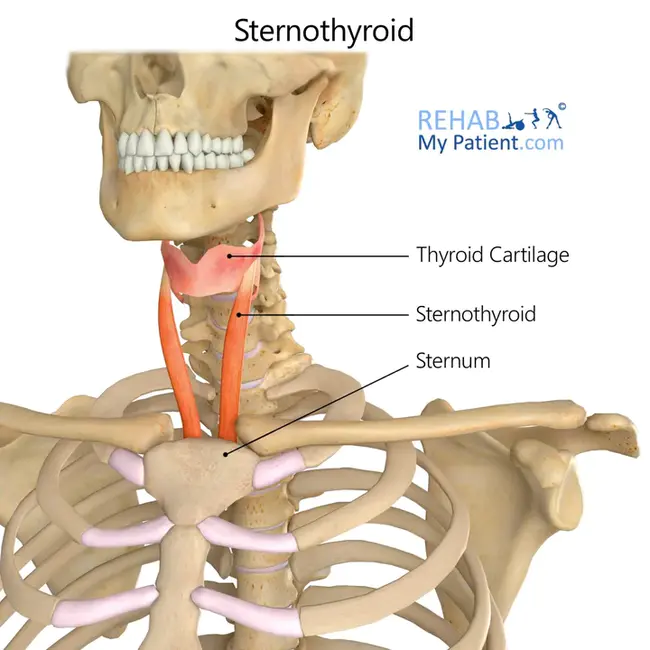 sternothyroid : 胸骨甲状软骨