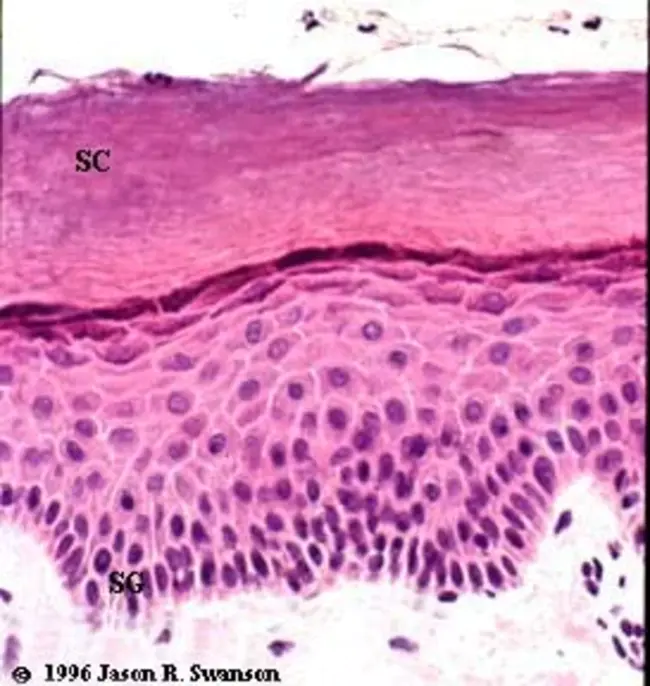 Stratum Corneum : 角质层