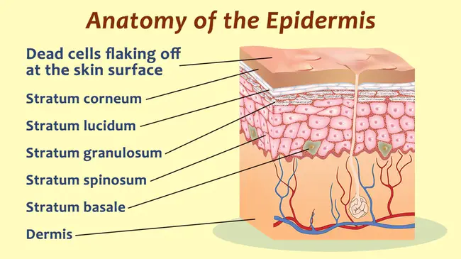 Sub-Epidermal : 亚表皮