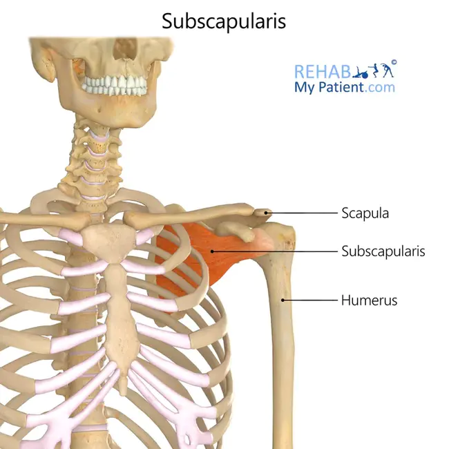 subscapular : 肩胛下的