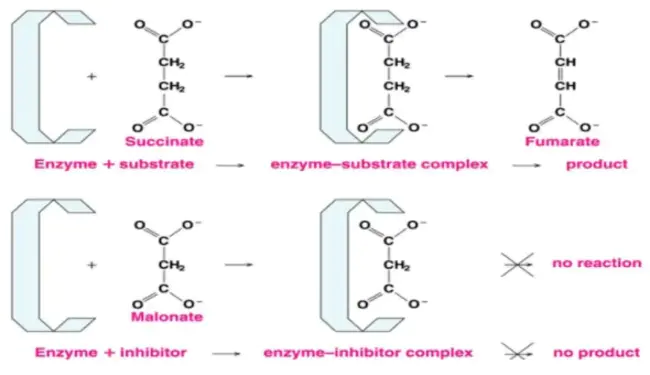 Succinate Semialdehyde Dehydrogenase : 琥珀酸半醛脱氢酶