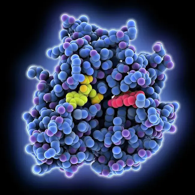 sulfotransferase A : 硫转移酶A