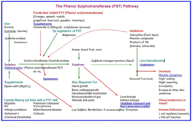 sulphotransferase : 硫转移酶