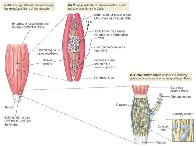 Superficial Musculo-Aponeurotic System : 浅表肌肉筋膜系统