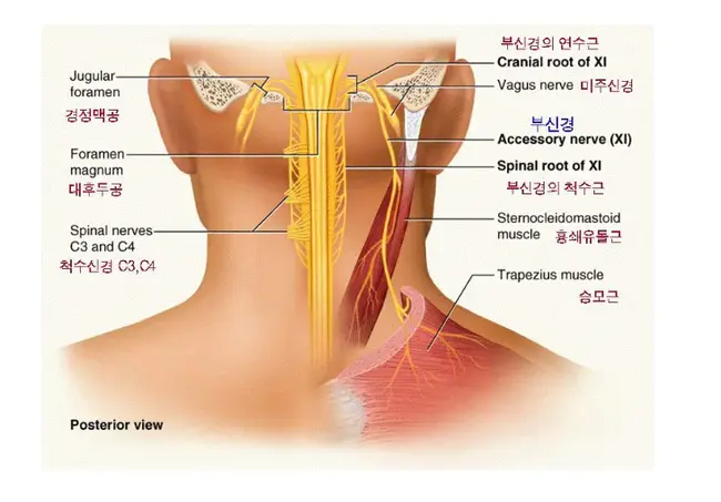 Superior Cervical Ganglion : 颈上神经节