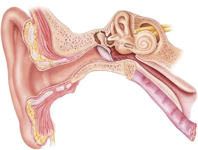 Superior Temporal Region : 颞上区