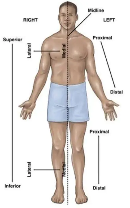 Superior/Inferior : 上/下