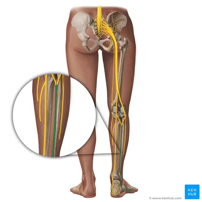 Sural Nerve : 腓肠神经