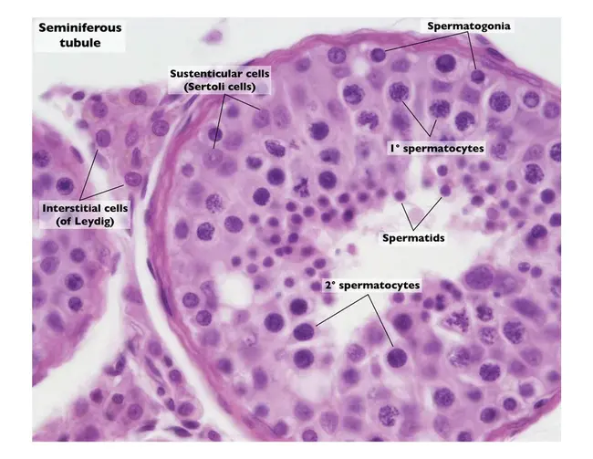 Sustenacular Cell : 营养细胞