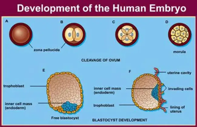 Syncytiotrophoblast Plasma Membranes : 合胞体滋养层质膜