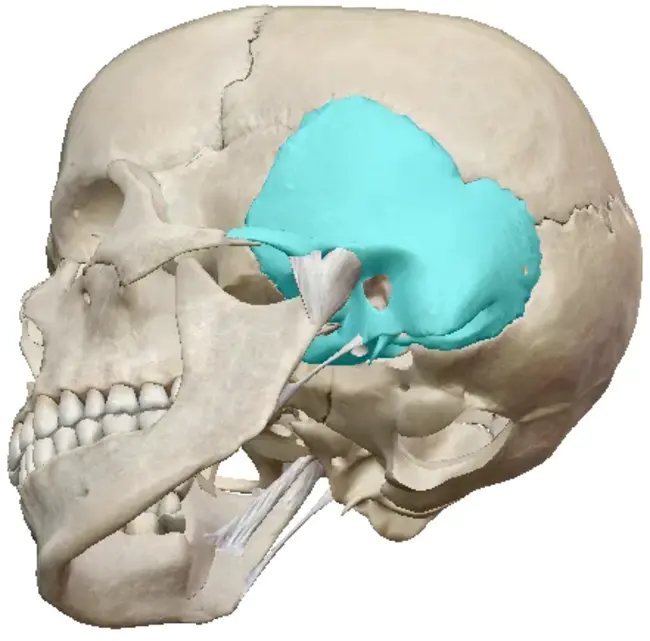 Temporal Bone : 颞骨