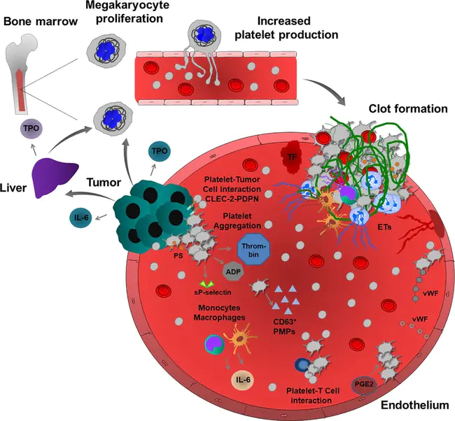 Thrombosis-Inducing Activity : 血栓诱导活性