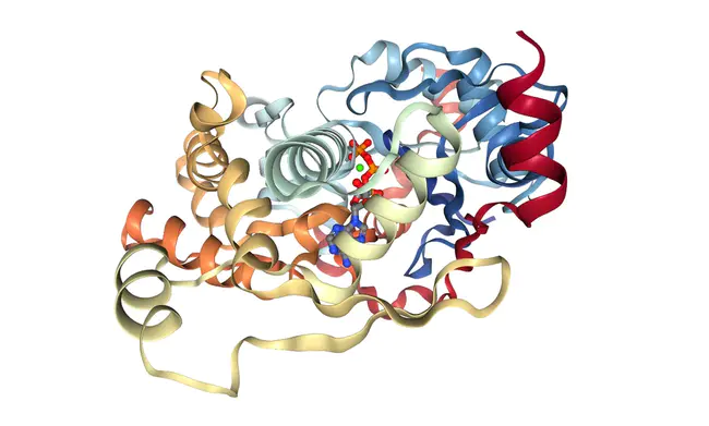 Thymic Peptide : 胸腺肽