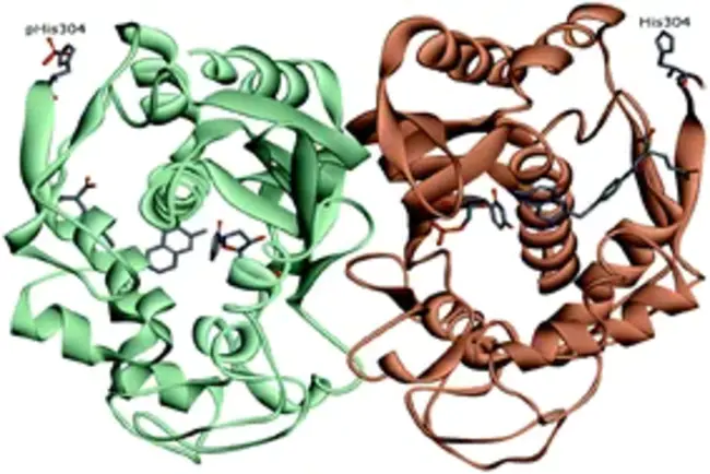 Thymidine Phosphorylase : 胸苷磷酸化酶