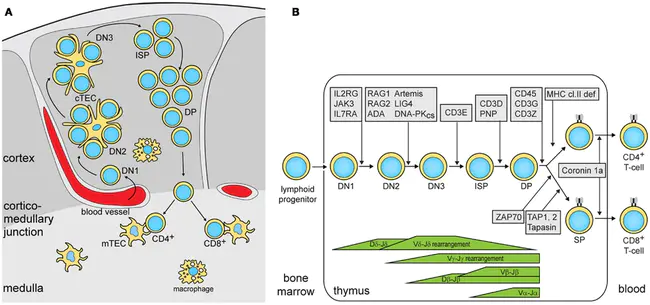 thymocyte : 胸腺细胞