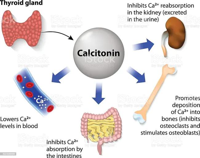 thyrocalcitonin : 甲状腺降钙素