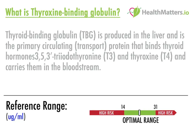 Thyroxine binding globulin capacity : 甲状腺素结合球蛋白能力