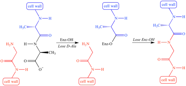 transpeptidase : 转肽酶