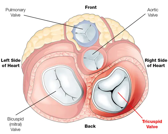 Tricuspid Valve : 三尖瓣