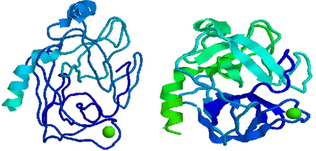 Trypsin-Binding Activity : 胰蛋白酶结合活性
