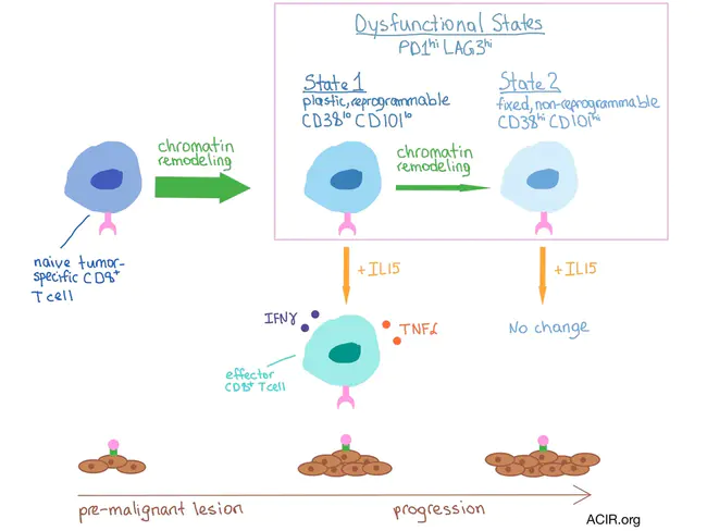 Tumour-Specific Glycoprotein : 肿瘤特异性糖蛋白