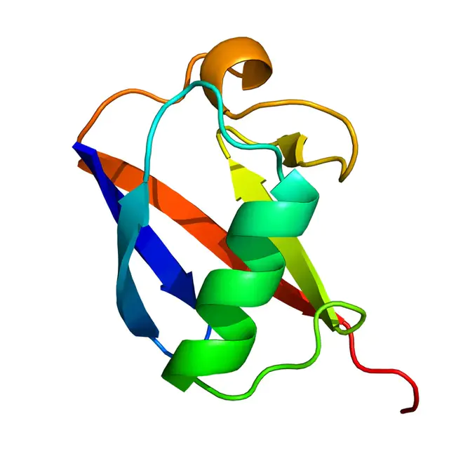 ubiquitin C : 泛素C