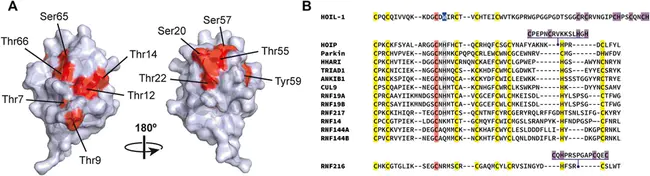 ubiquitin C-terminal hydrolase : 泛素C末端水解酶