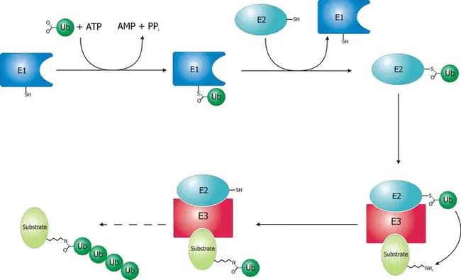 ubiquitin-conjugating : 泛素共轭