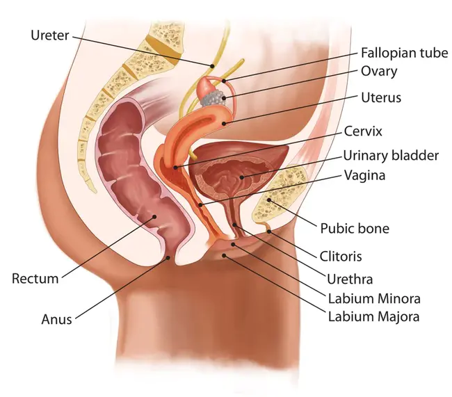 urinary dopamine : 尿多巴胺