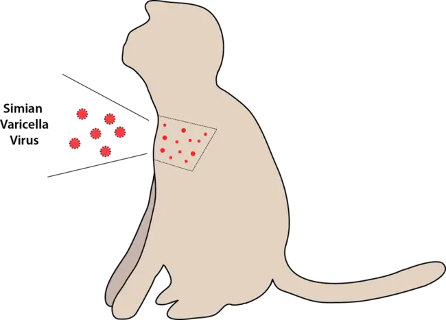 Varicella-Zoster Virus : 水痘带状疱疹病毒