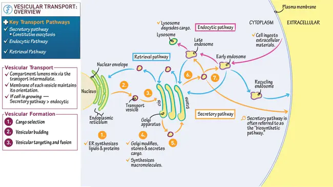 vesicular transport system : 囊泡转运系统