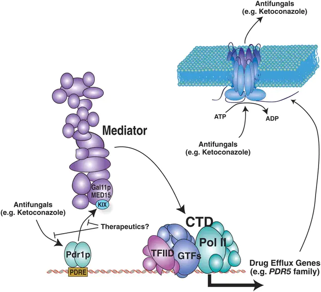 Cytosolic Androgen Receptor : 细胞溶质雄激素受体