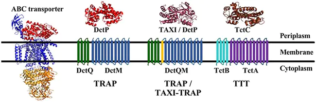 Tripartite Tricarboxylate Transporters : 三方三羧酸转运蛋白