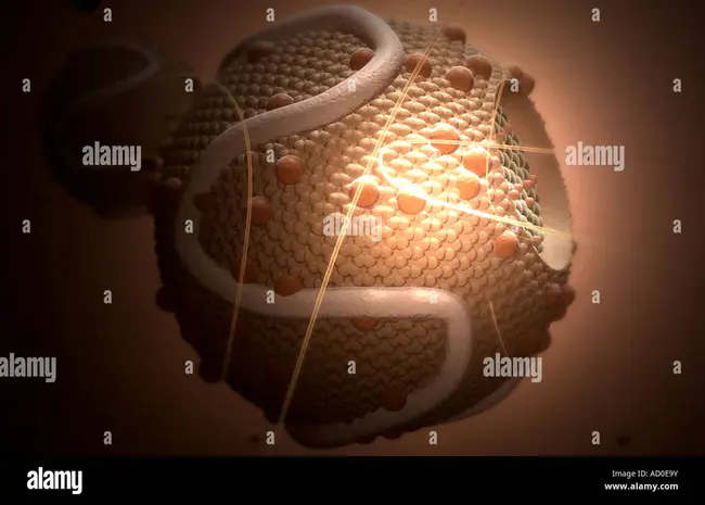 High-Density Lipoprotein : 高密度脂蛋白