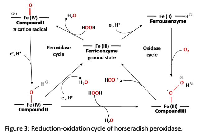 peroxidase : 过氧化物酶